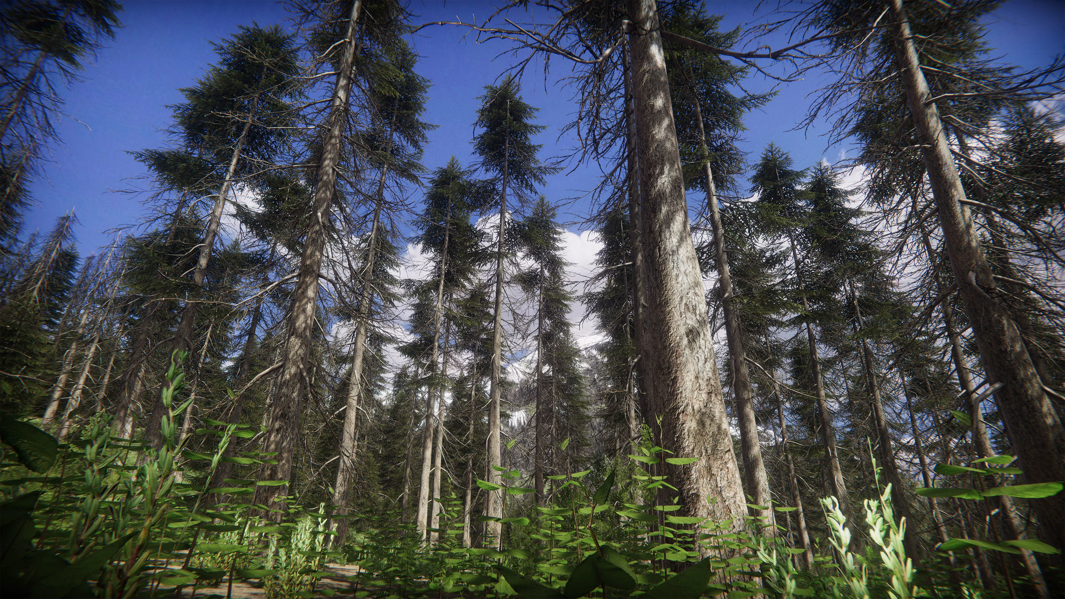 Mountains Coniferous Forests - Environment Low-poly 3D model_7