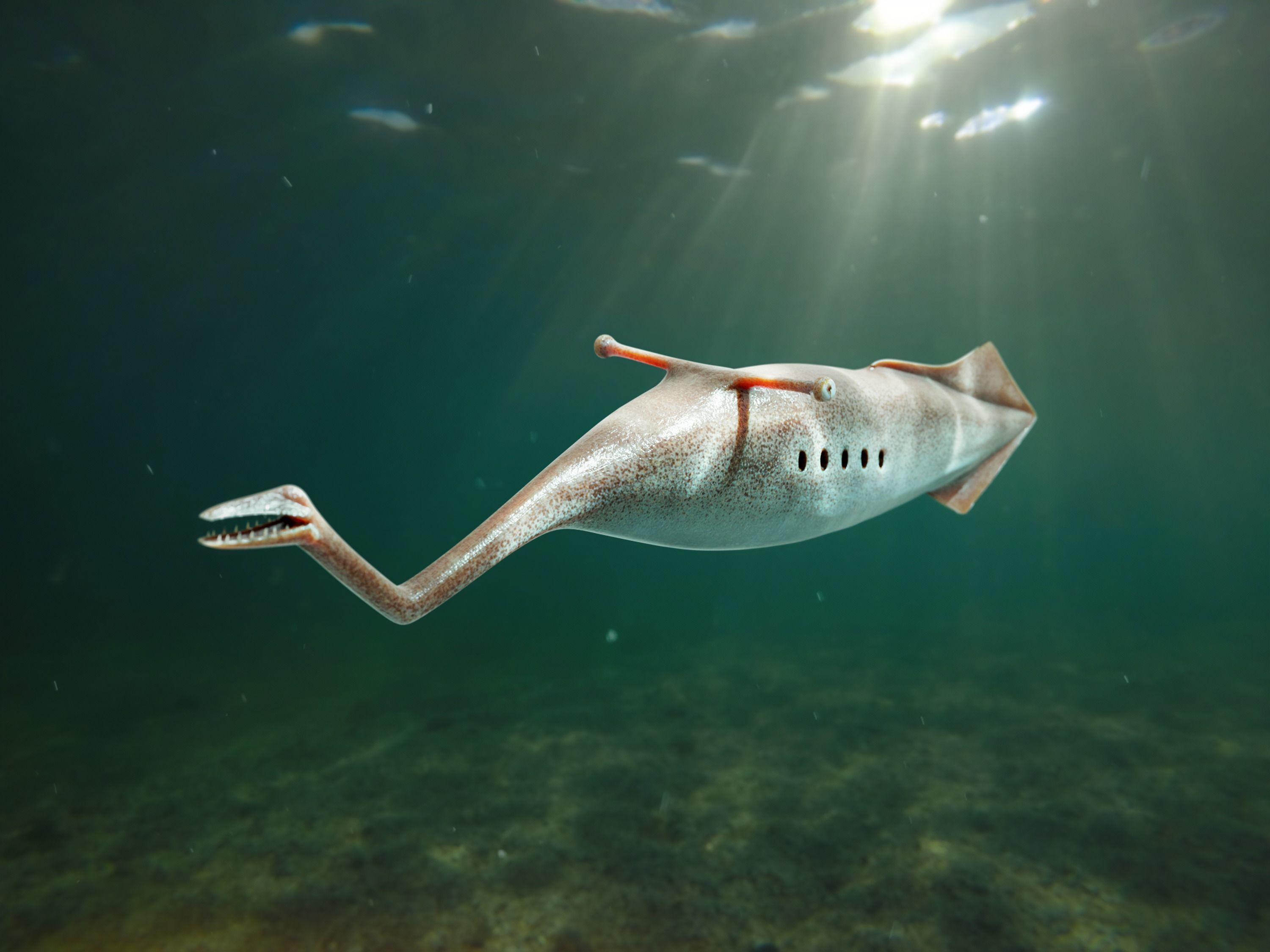 Tully Monster Tullimonstrum Free low-poly 3D model_9