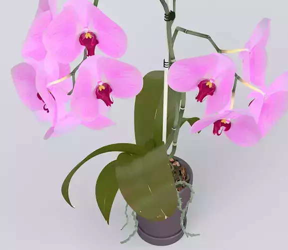 Orchid in Pot