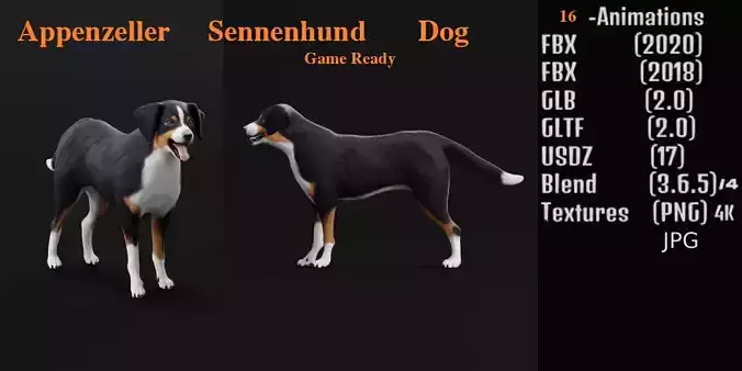 Appenzeller Sennenhund Dog