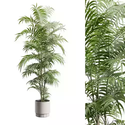 Palm Chamaedorea Seifrizii in Beige Planter