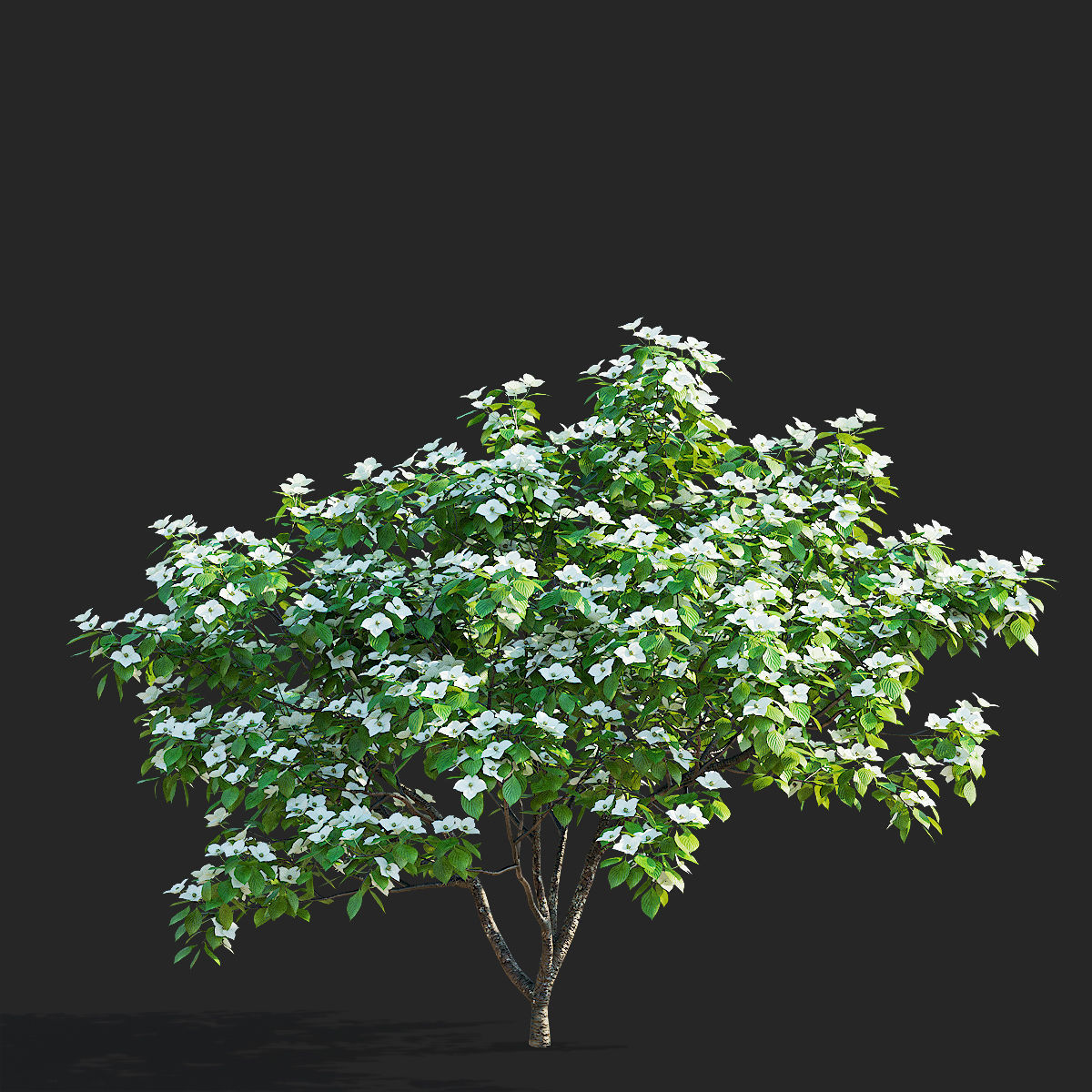 Cornus kousa tree 3D model_2