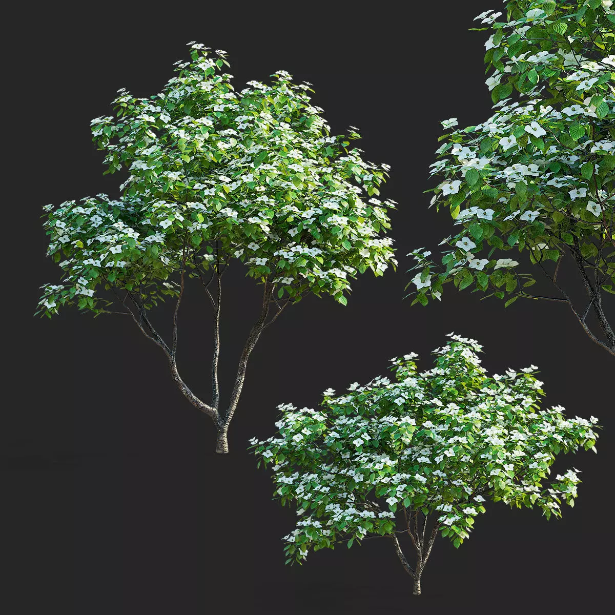 Cornus kousa tree 3D model_0