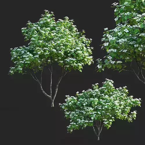 Cornus kousa tree 3D model