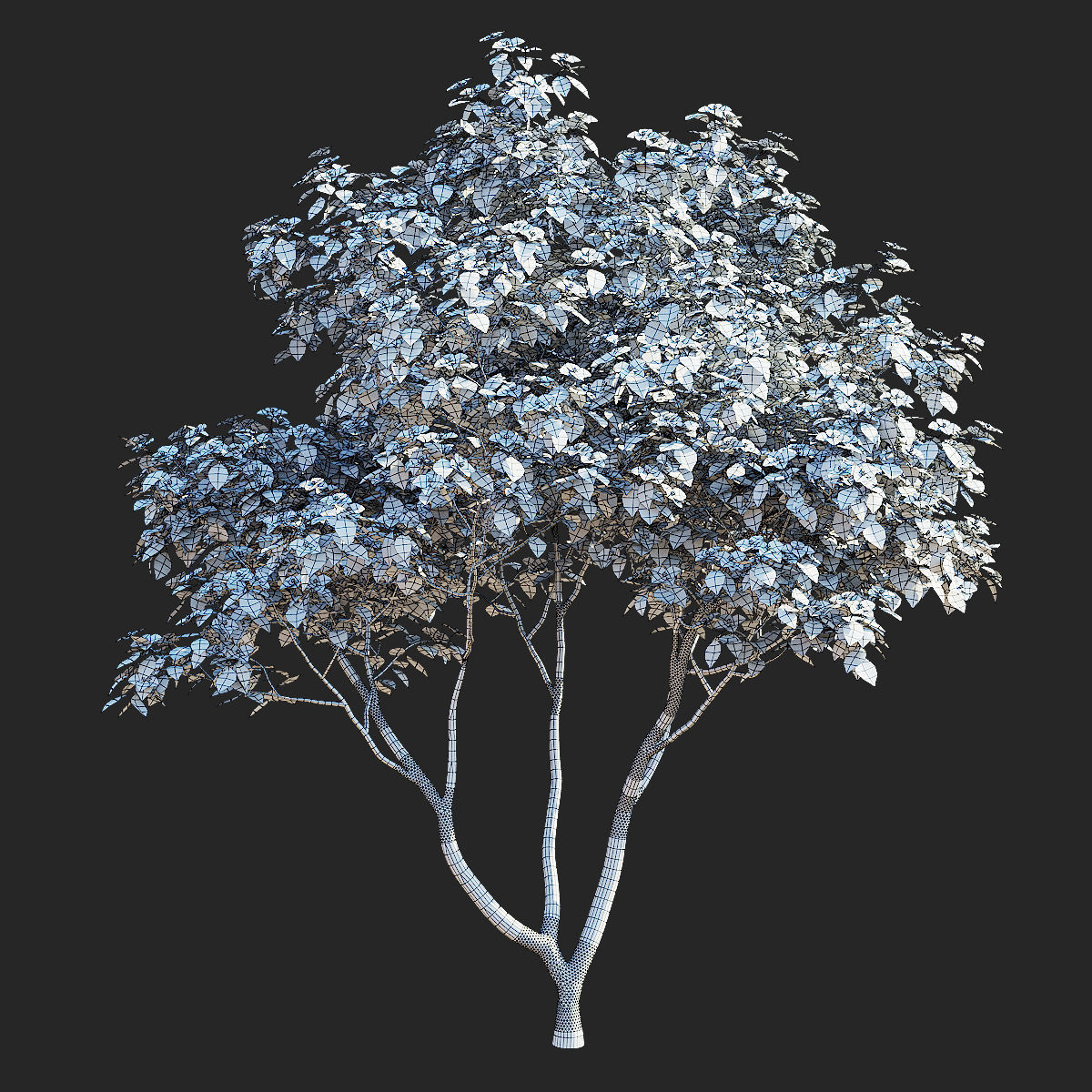 Cornus kousa tree 3D model_5
