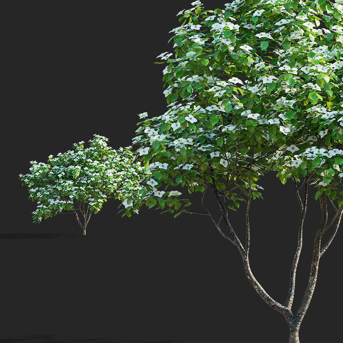 Cornus kousa tree 3D model_4