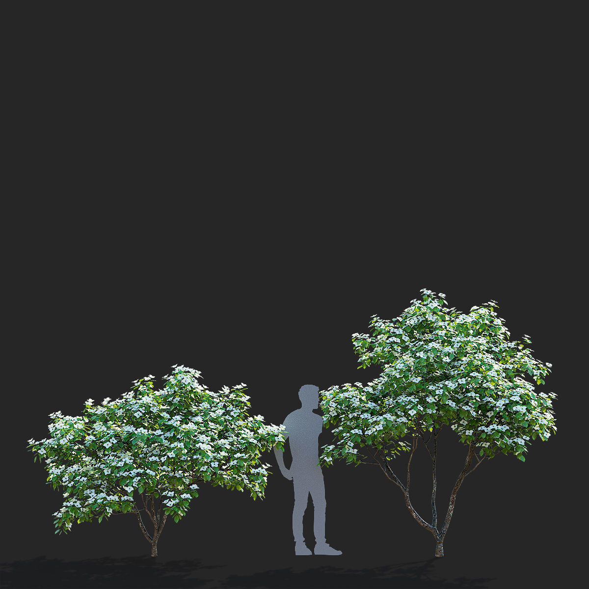 Cornus kousa tree 3D model_3