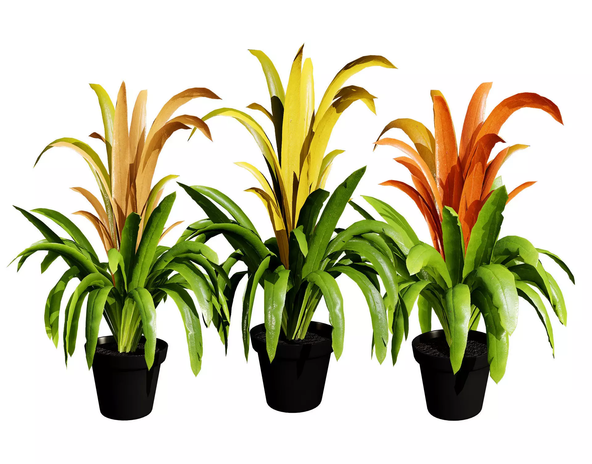 Bromeliad with 3 variations Low-poly 3D model