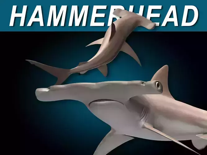 Hammerhead Shark 3D model