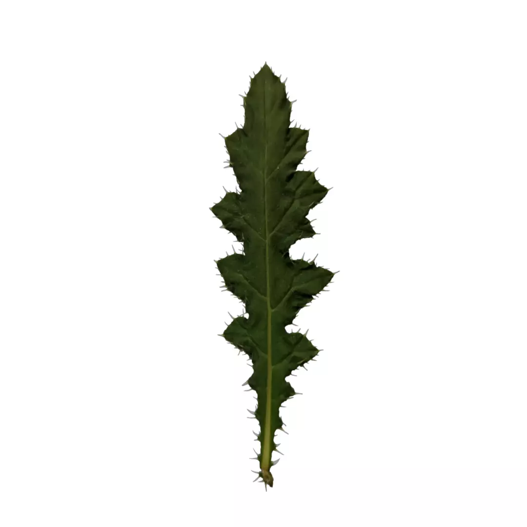 lowpoly low grass Low-poly 3D model