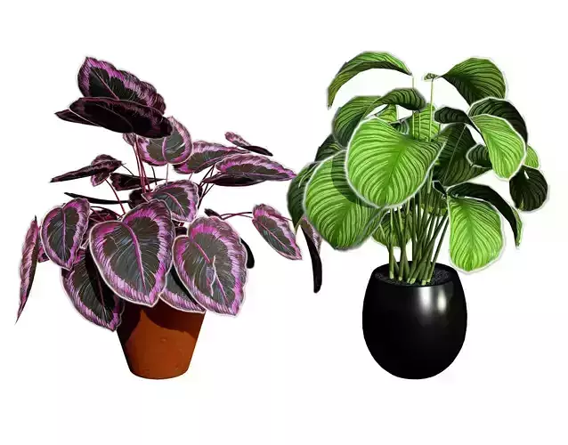 Calathea Dottie Care Low-poly 3D model