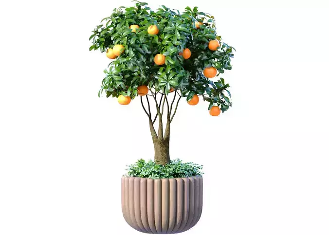 Orange Tree in potted flowerpot Ornamental Citrus Indoor plant