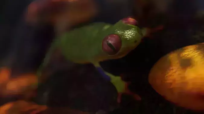 Frog 3D model