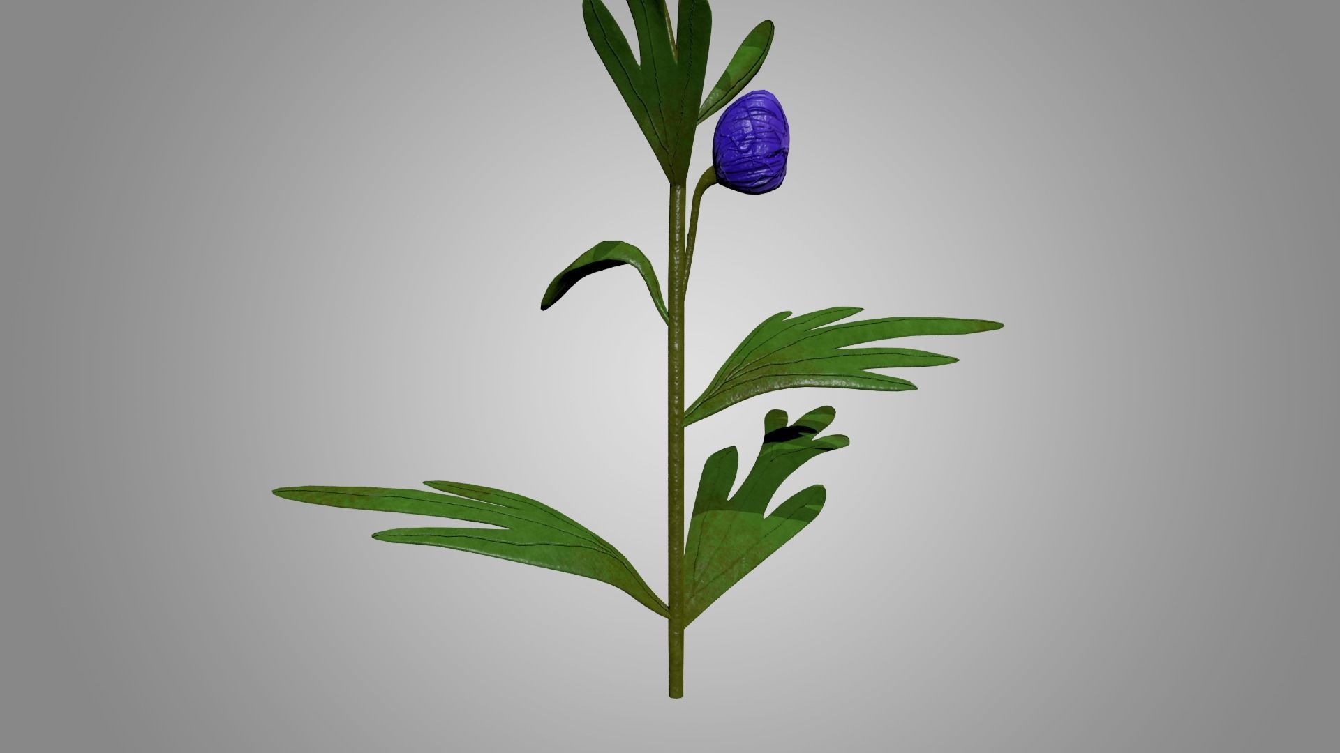 Monkshood - Wolfsbane - Aconite 3D model_5