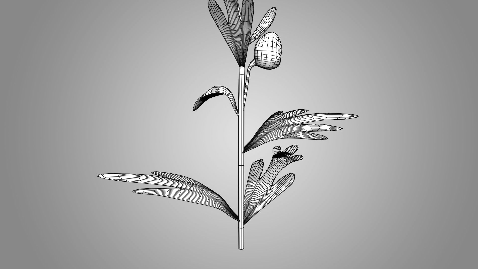 Monkshood - Wolfsbane - Aconite 3D model_9