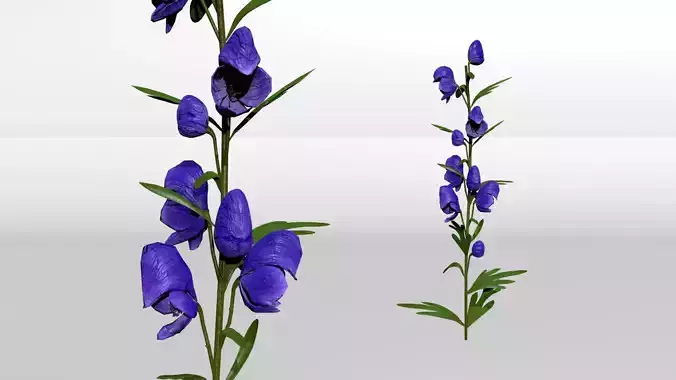 Monkshood - Wolfsbane - Aconite 3D model