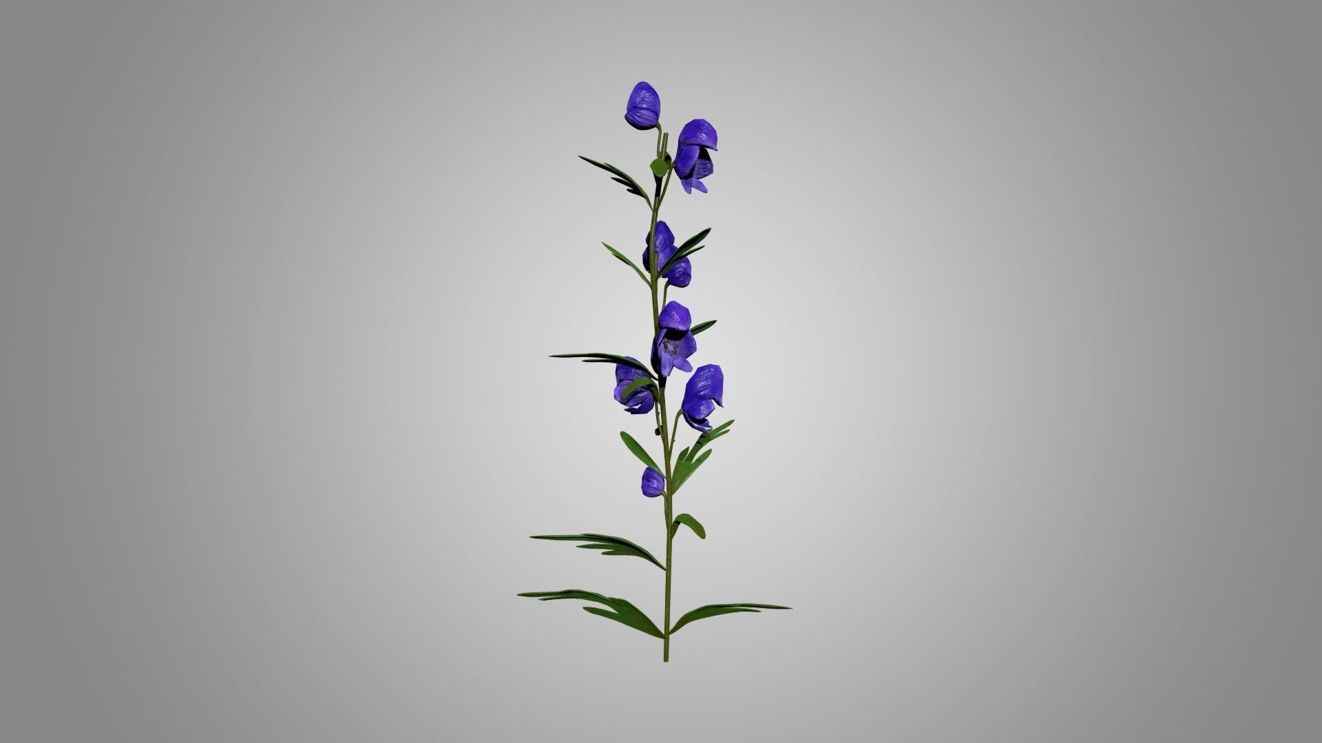 Monkshood - Wolfsbane - Aconite 3D model_3