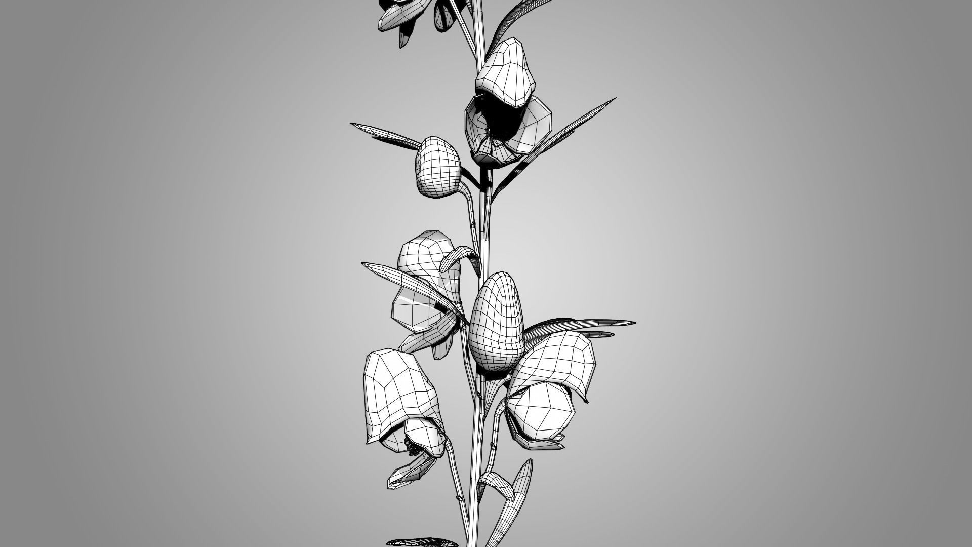 Monkshood - Wolfsbane - Aconite 3D model_8