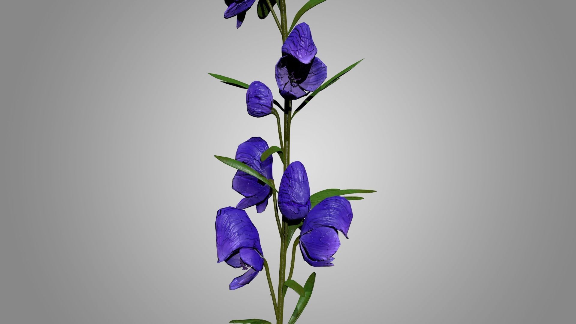 Monkshood - Wolfsbane - Aconite 3D model_4