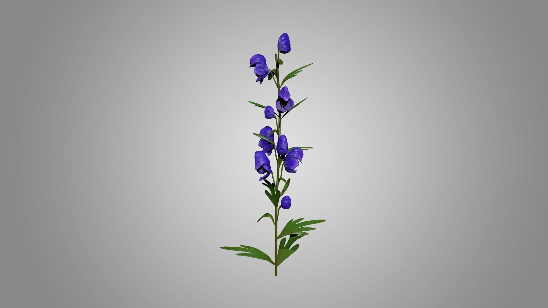 Monkshood - Wolfsbane - Aconite 3D model_2