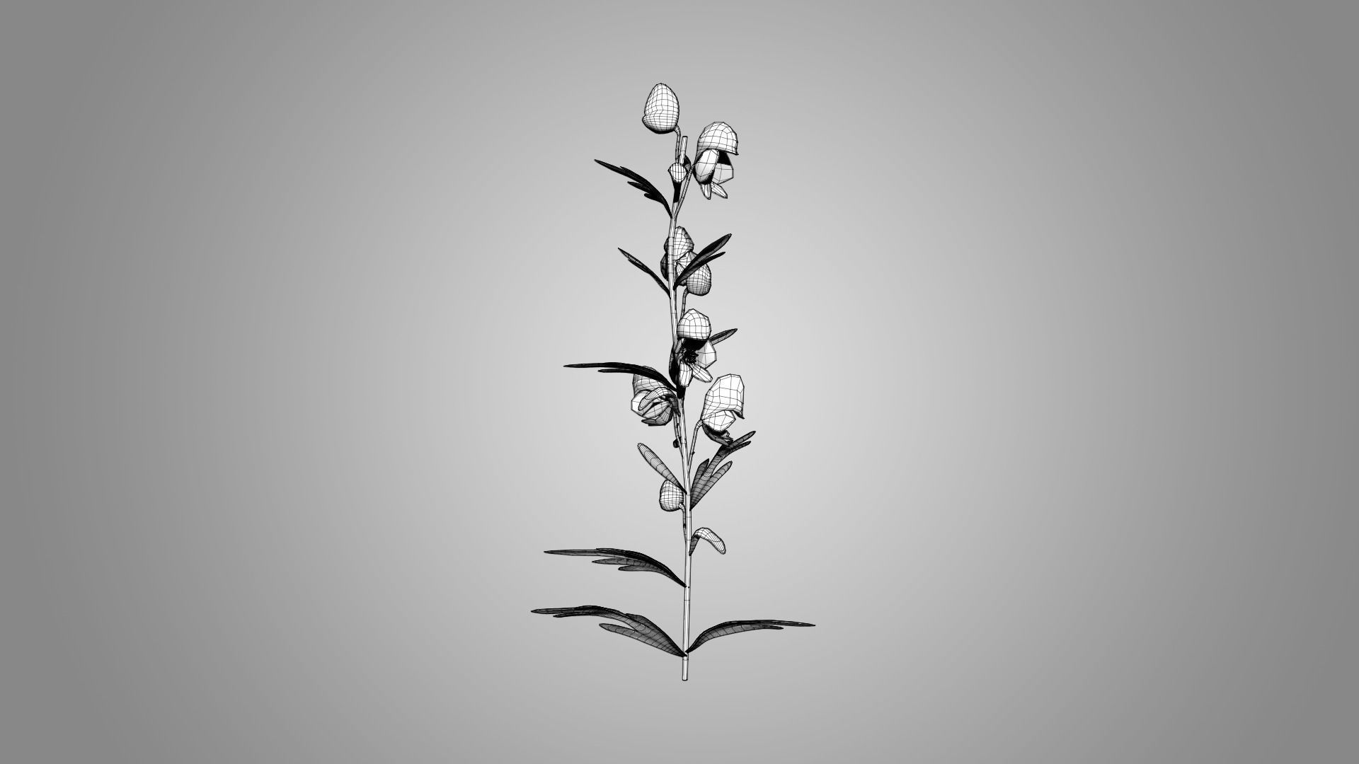 Monkshood - Wolfsbane - Aconite 3D model_7