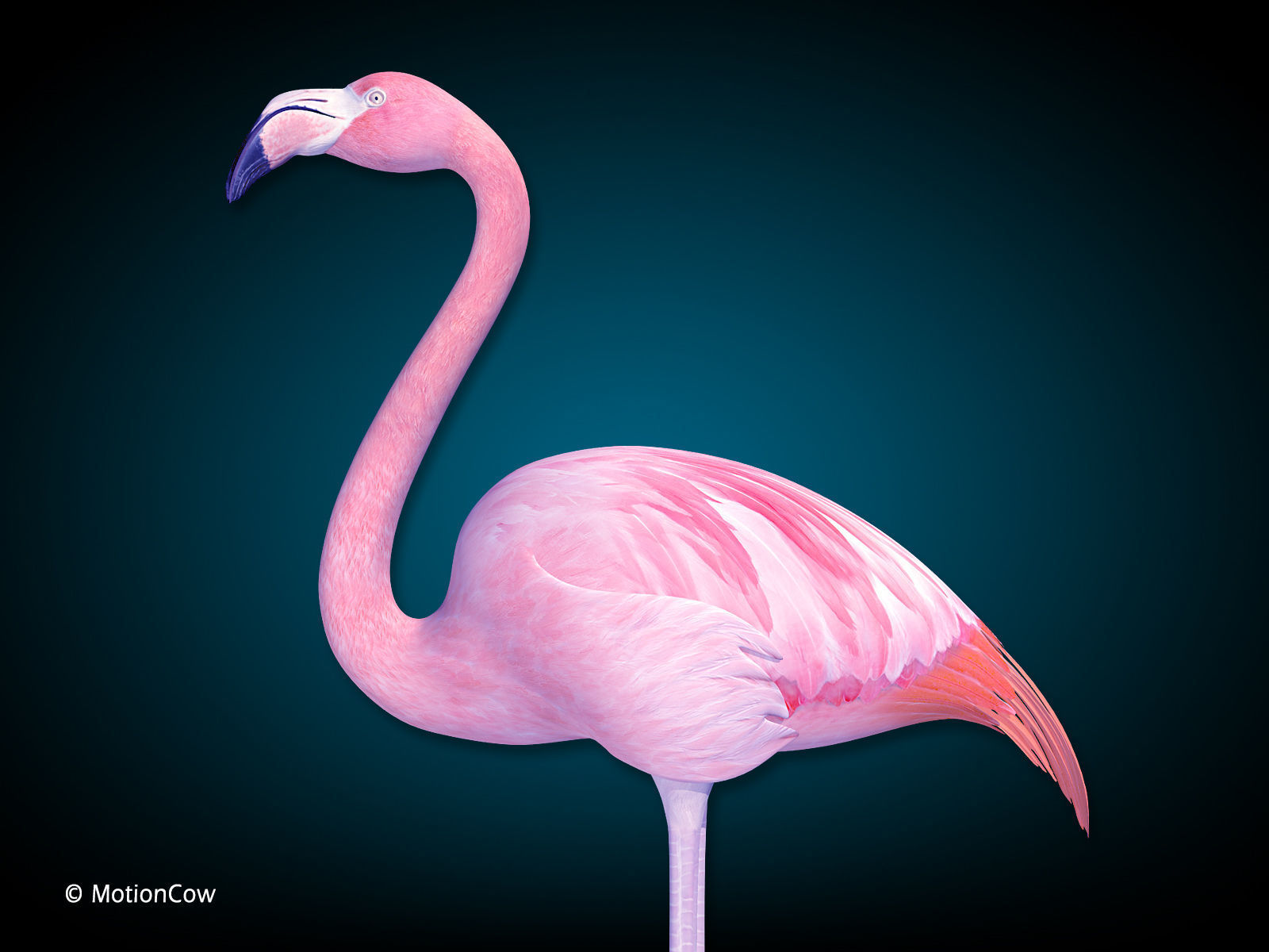 Flamingo Pink - Folded Wings 3D model_11