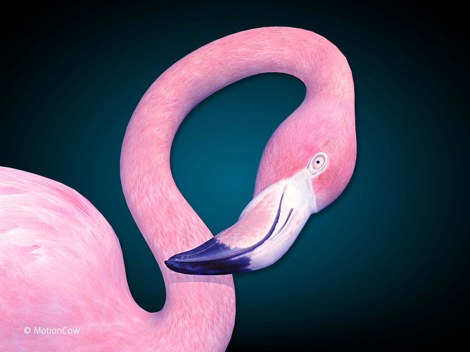 Flamingo Pink - Folded Wings 3D model_9