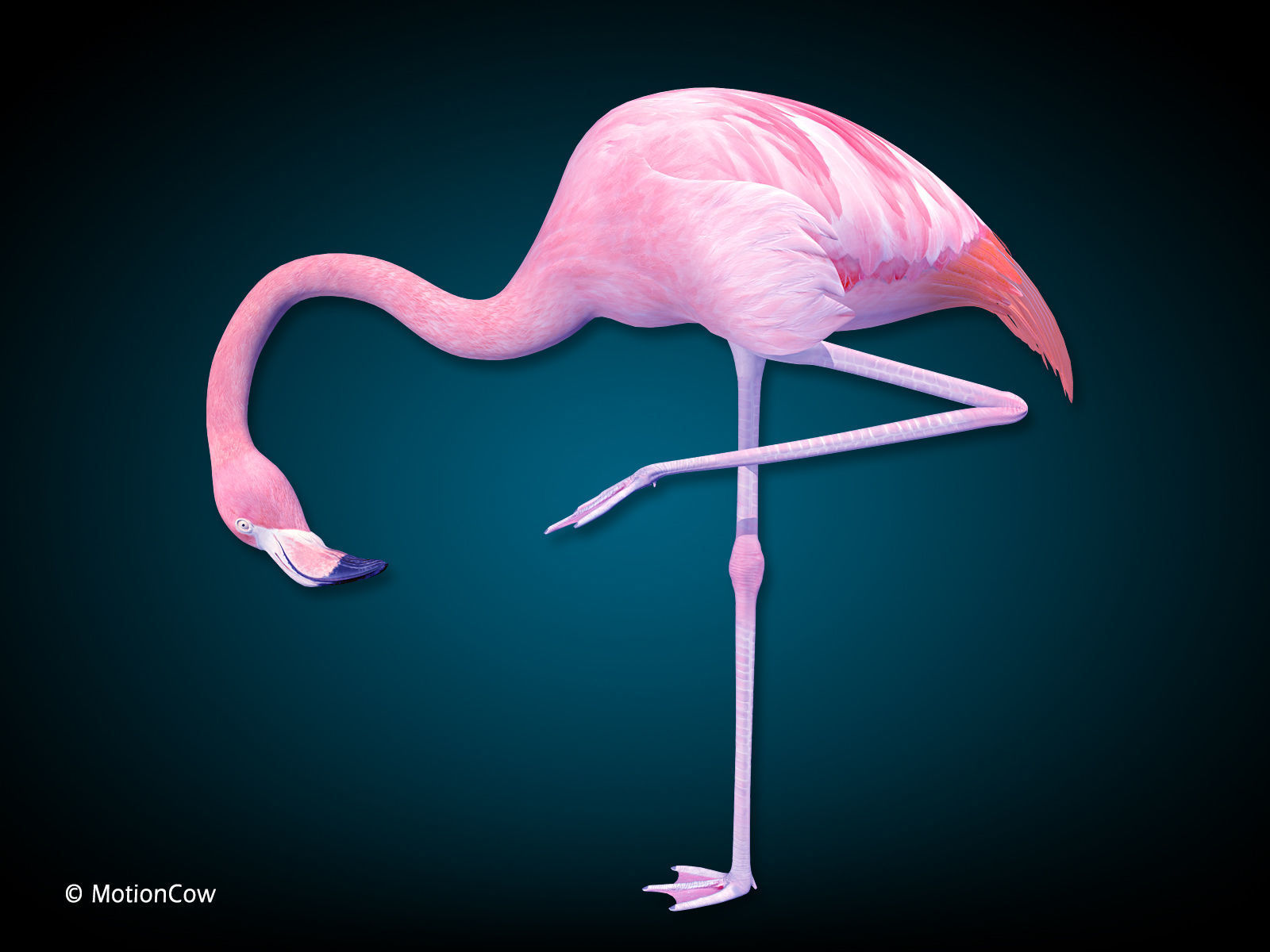 Flamingo Pink - Folded Wings 3D model_6
