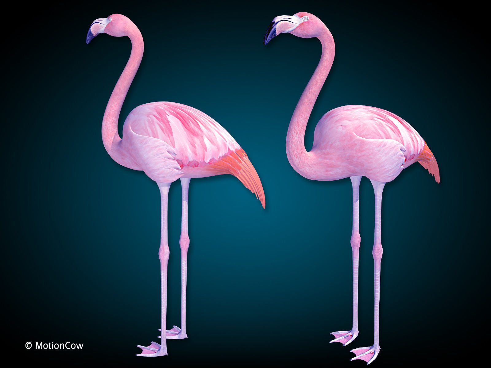 Flamingo Pink - Folded Wings 3D model_2