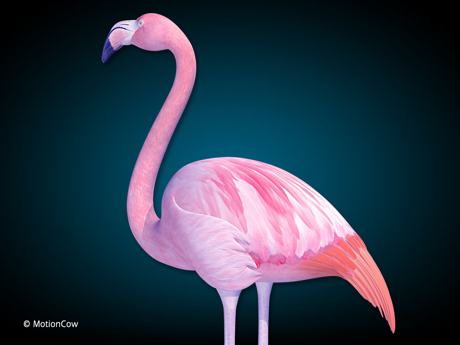Flamingo Pink - Folded Wings 3D model_4