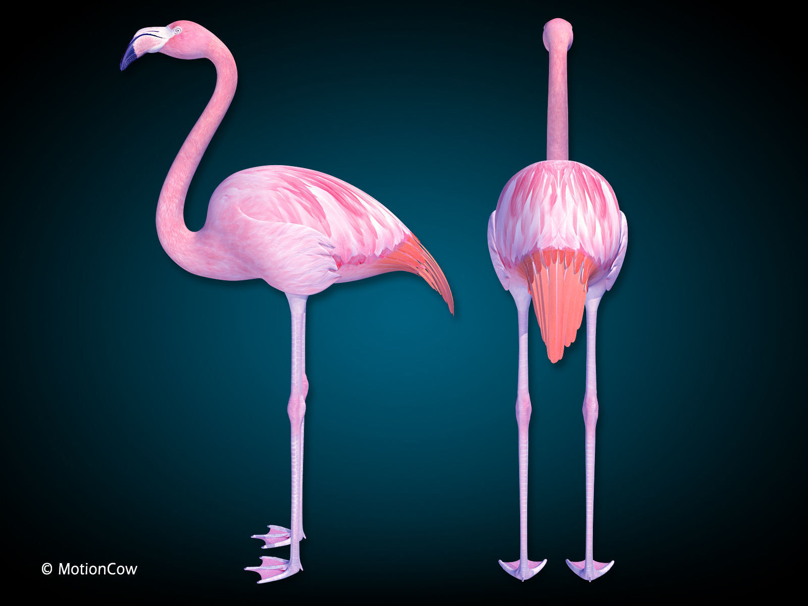 Flamingo Pink - Folded Wings 3D model_10