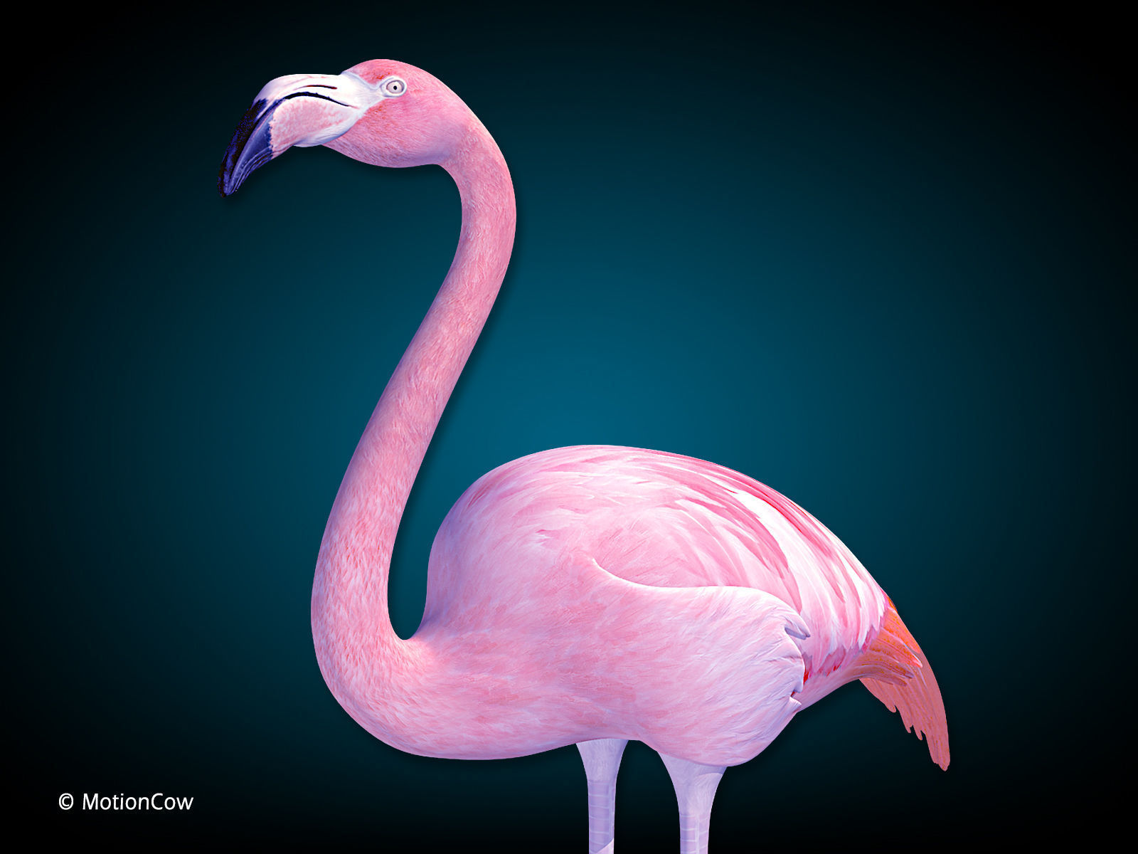 Flamingo Pink - Folded Wings 3D model_1