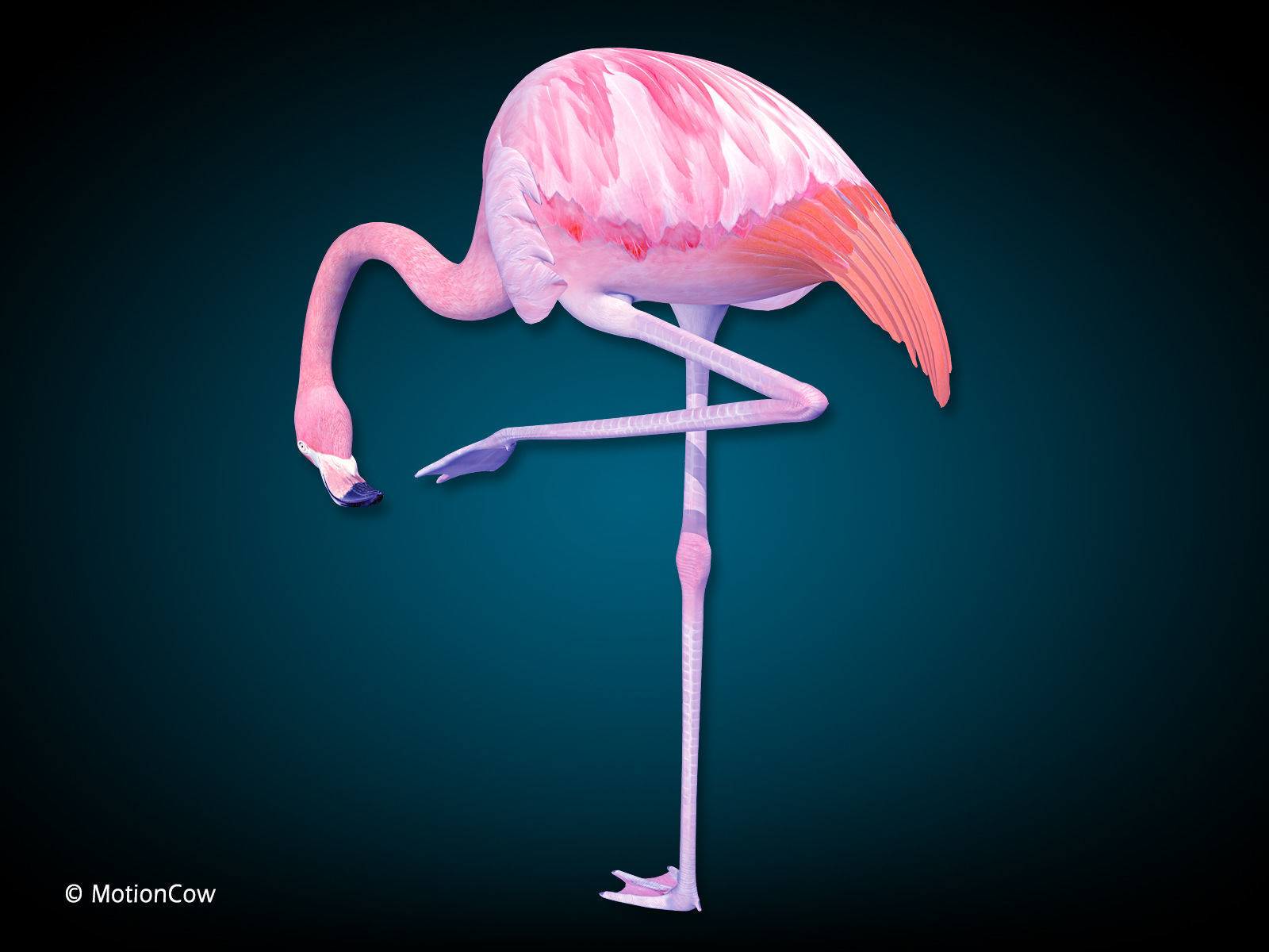 Flamingo Pink - Folded Wings 3D model_7