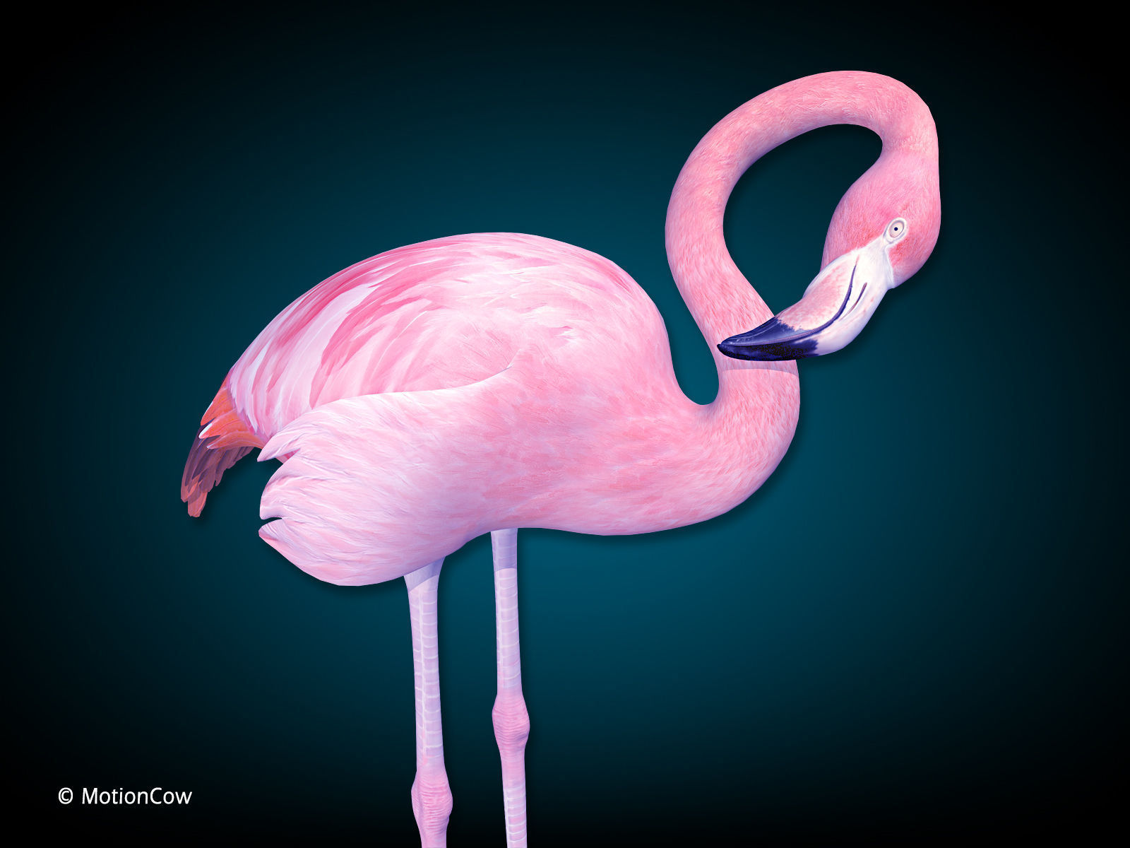 Flamingo Pink - Folded Wings 3D model_8