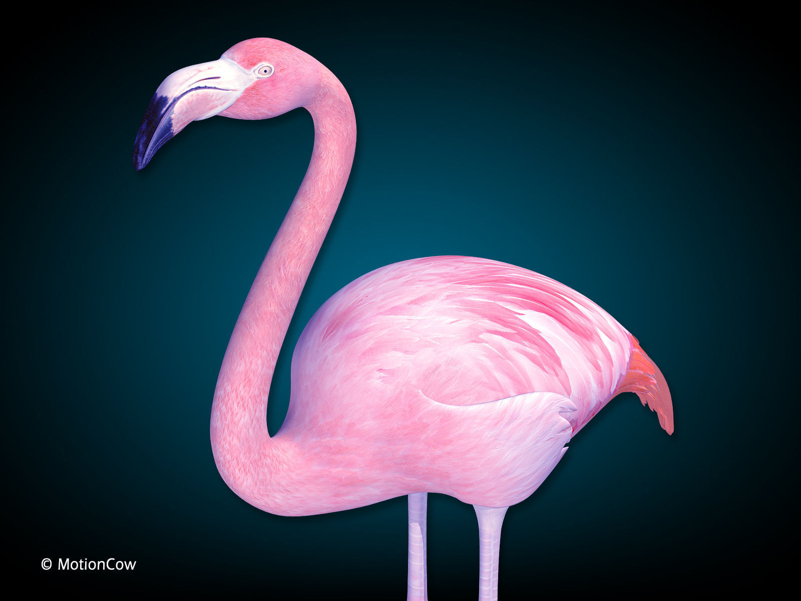 Flamingo Pink - Folded Wings 3D model_5