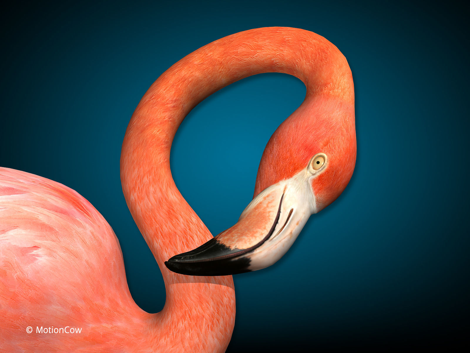 Flamingo - Folded Wings 3D model_8