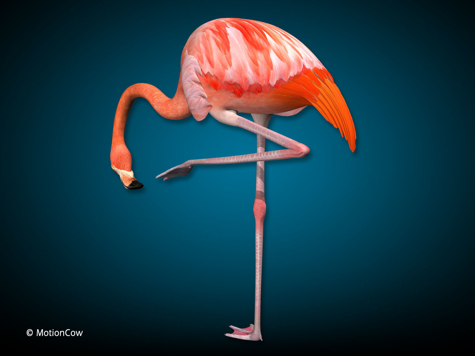 Flamingo - Folded Wings 3D model_6