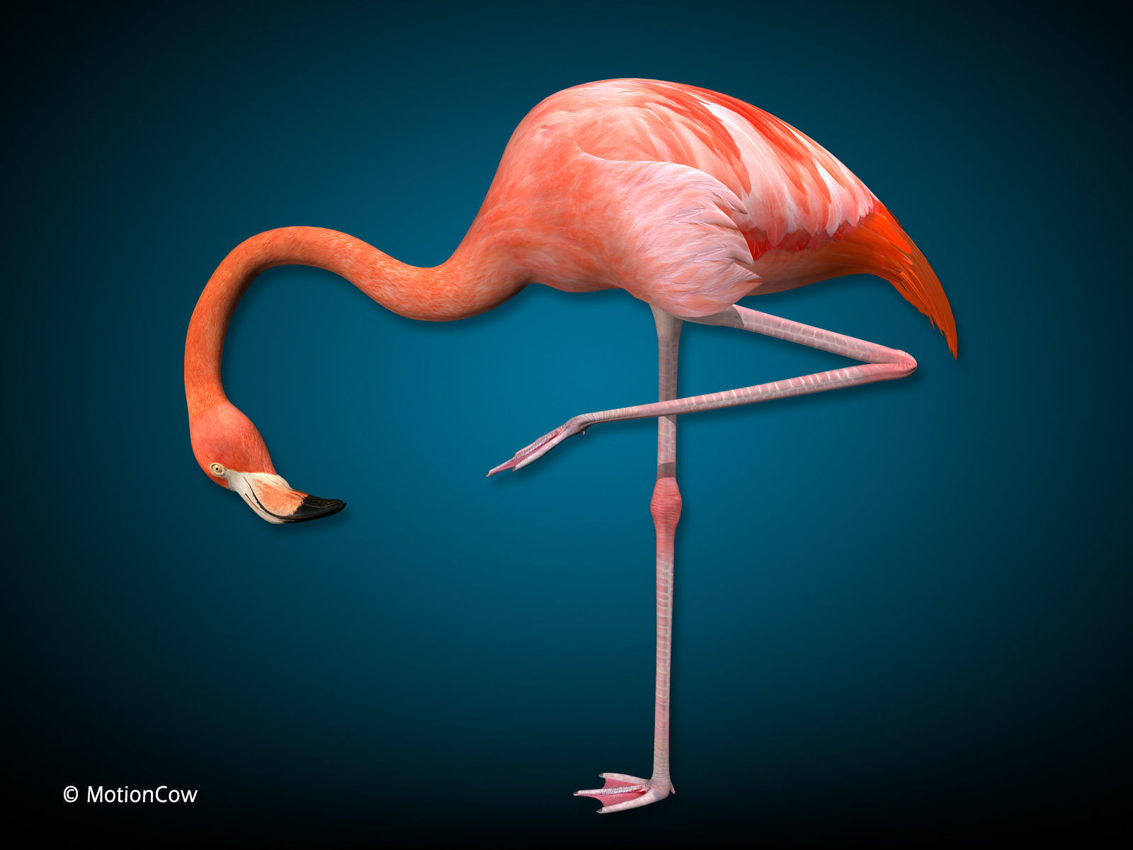 Flamingo - Folded Wings 3D model_5