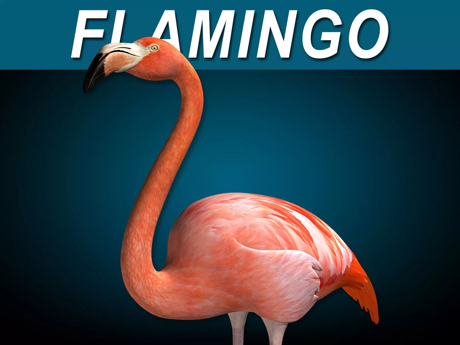Flamingo - Folded Wings 3D model_0