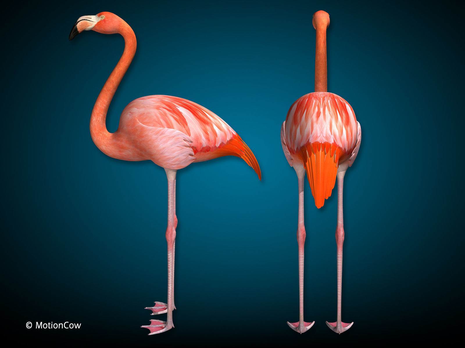 Flamingo - Folded Wings 3D model_9