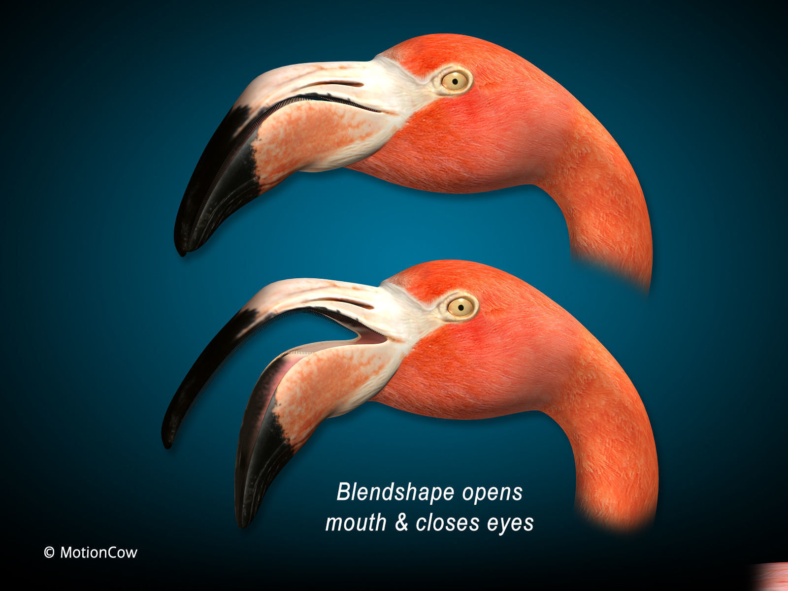 Flamingo - Folded Wings 3D model_4