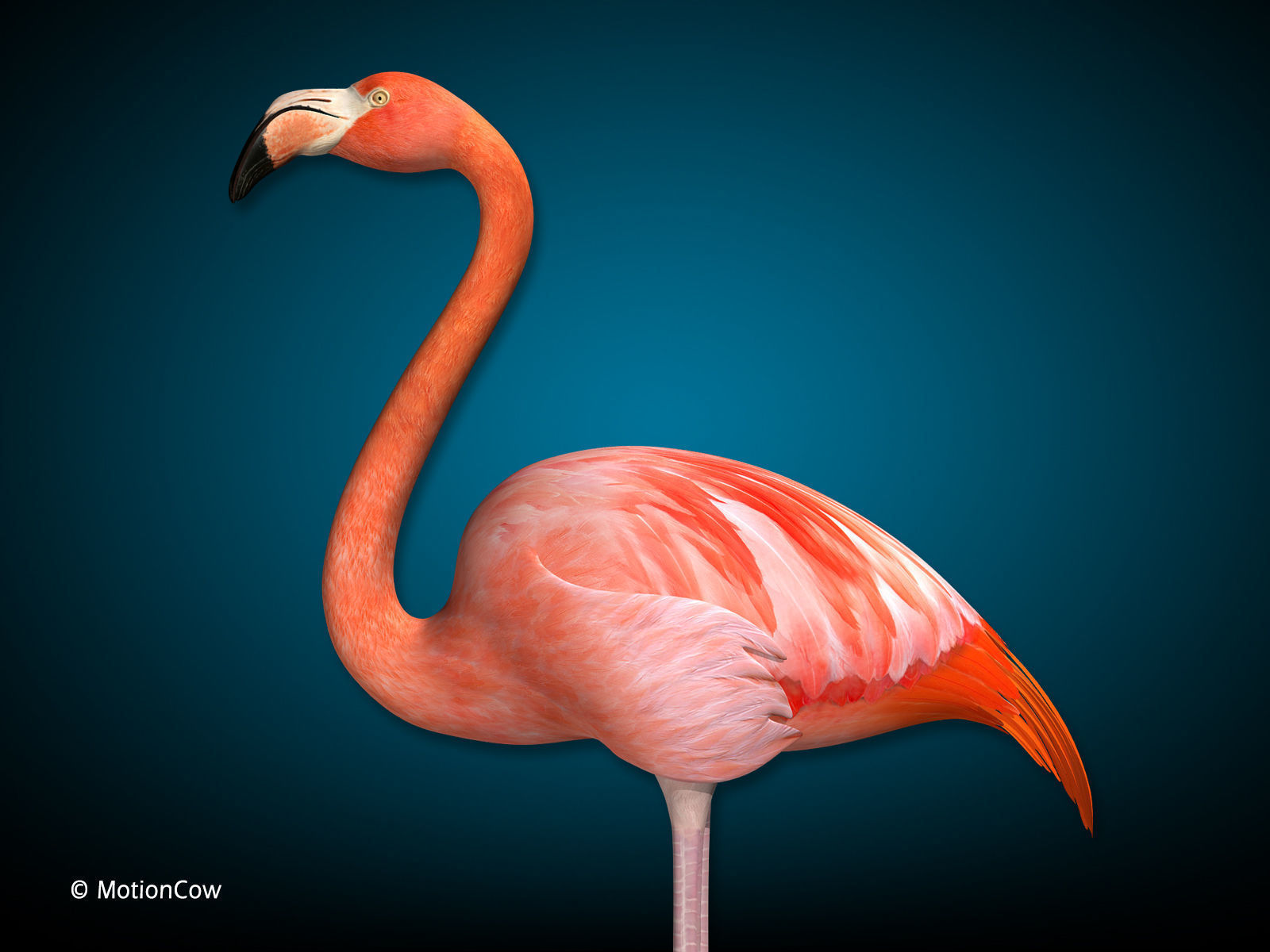 Flamingo - Folded Wings 3D model_10