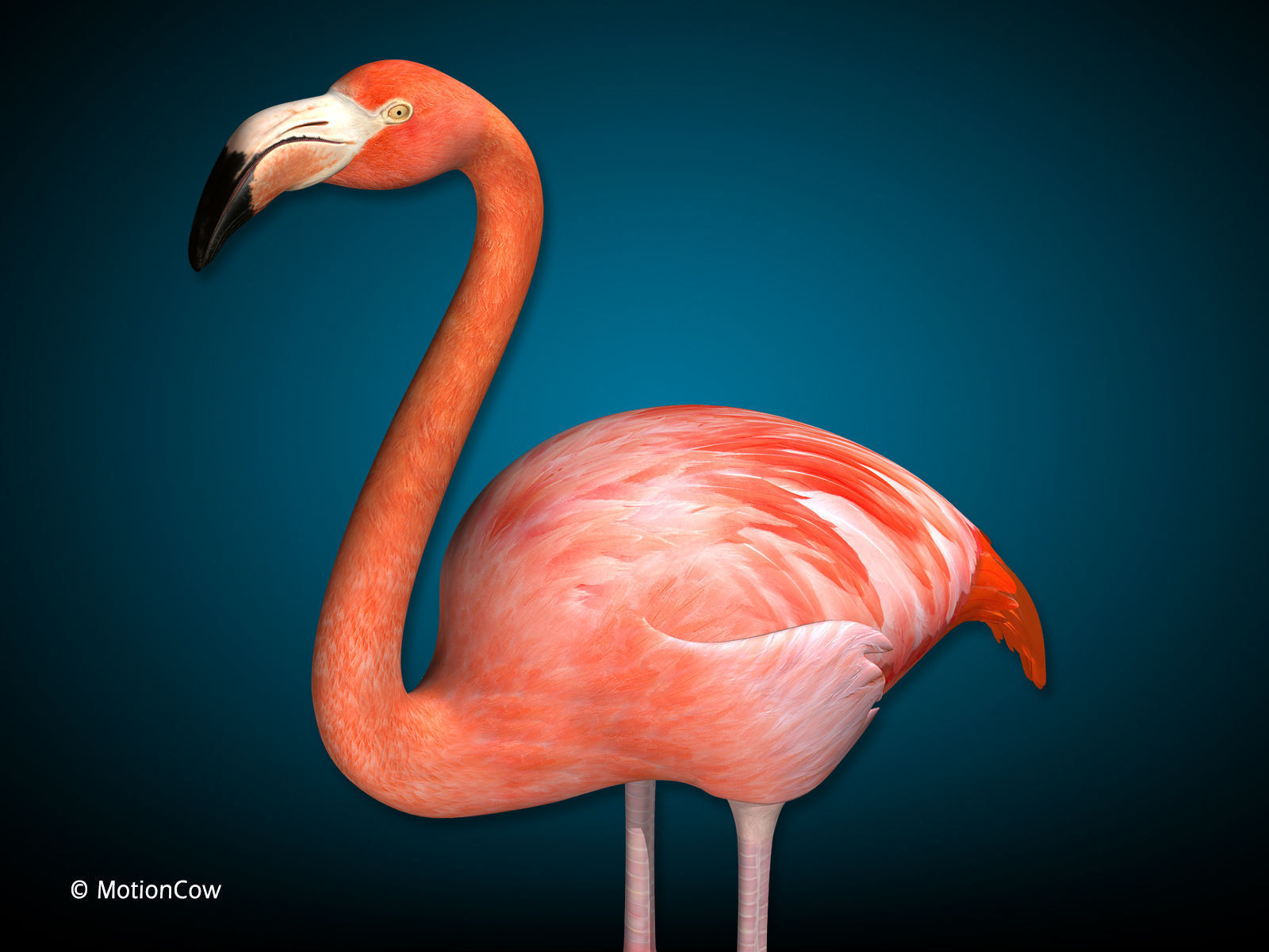 Flamingo - Folded Wings 3D model_3