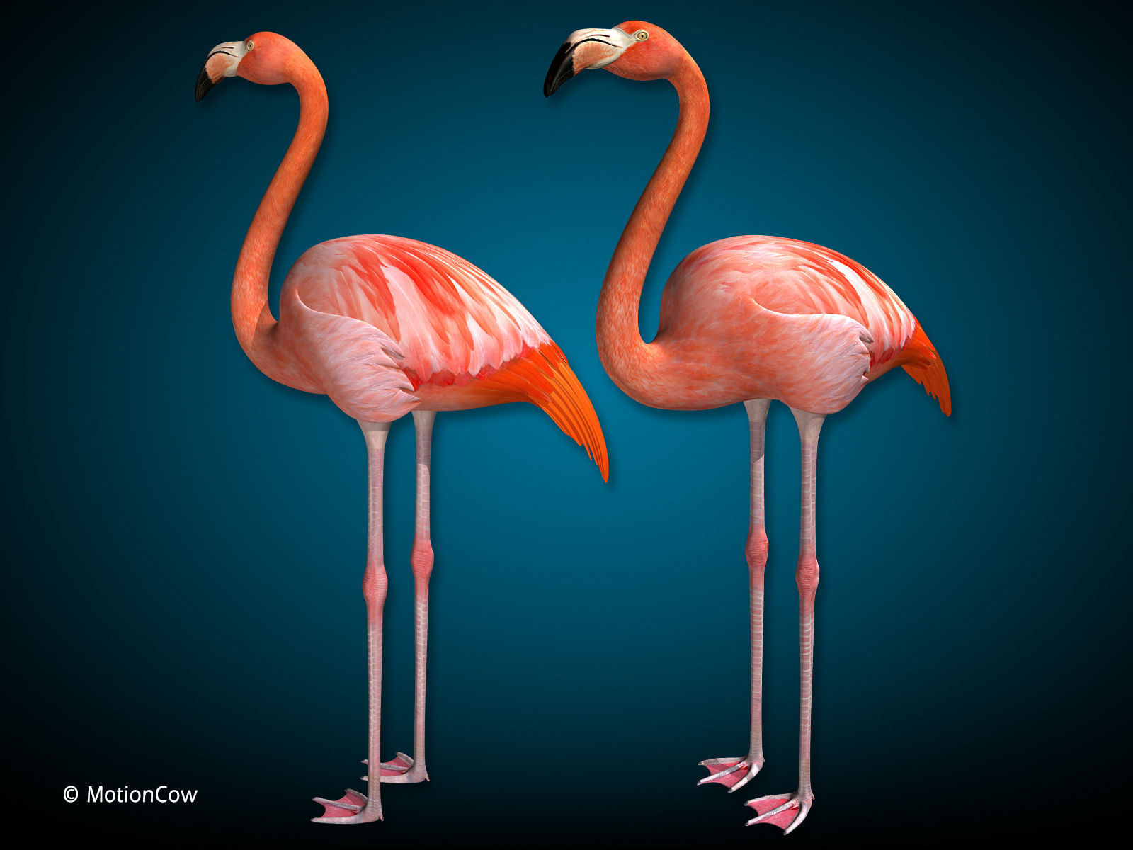 Flamingo - Folded Wings 3D model_1