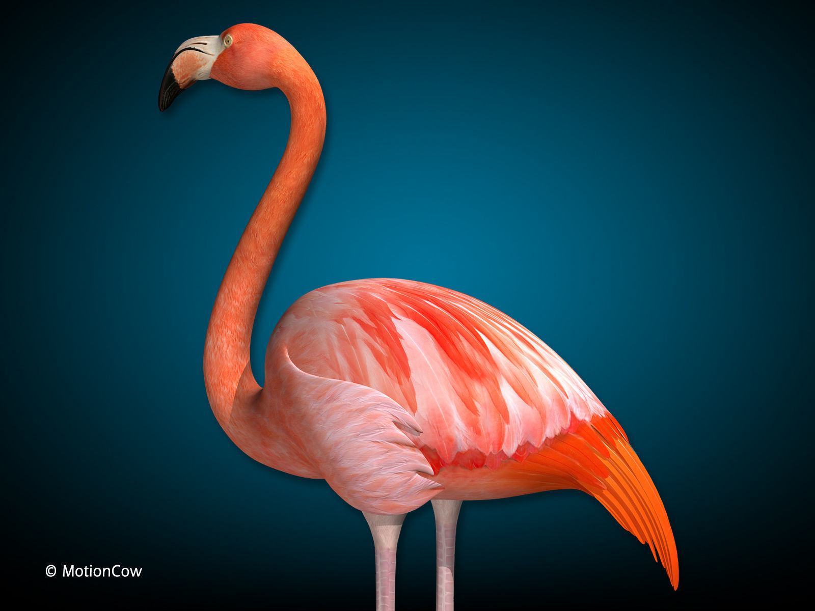 Flamingo - Folded Wings 3D model_2