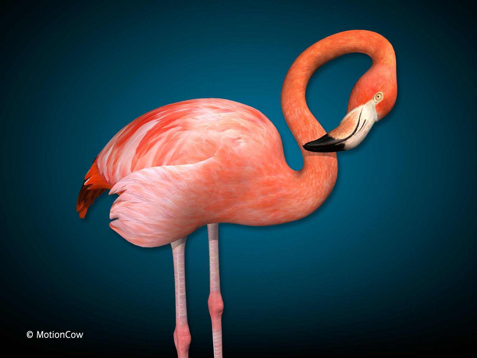 Flamingo - Folded Wings 3D model_7