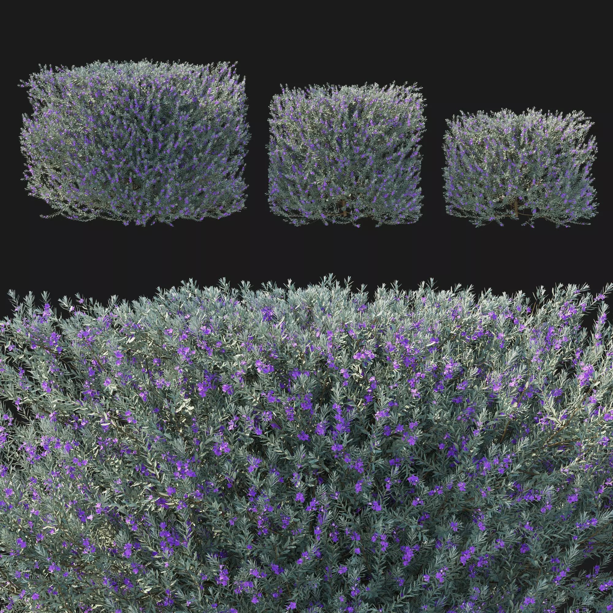 Eremophila Nivea 03 3D model