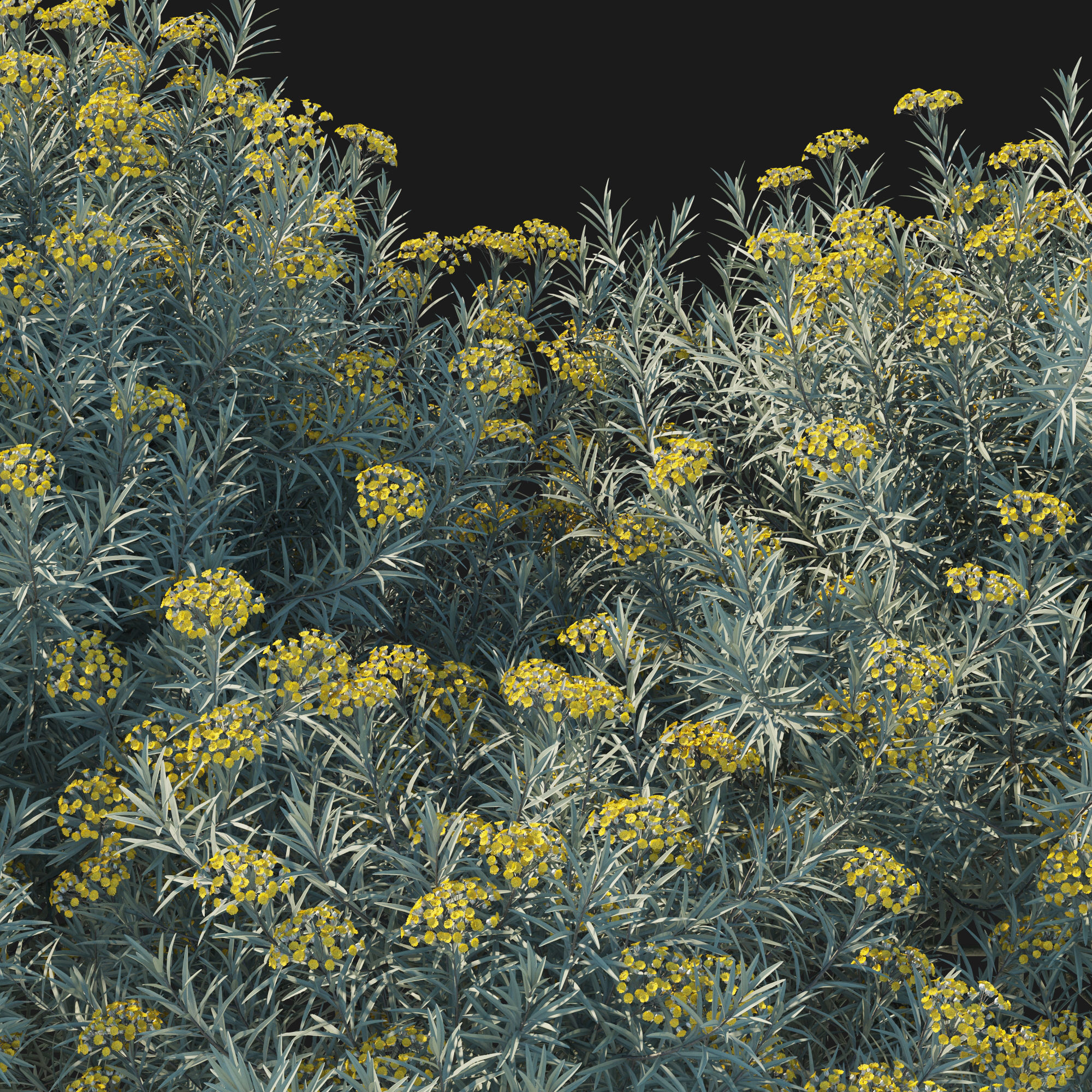 Helichrysum Italicum 01 3D model_6