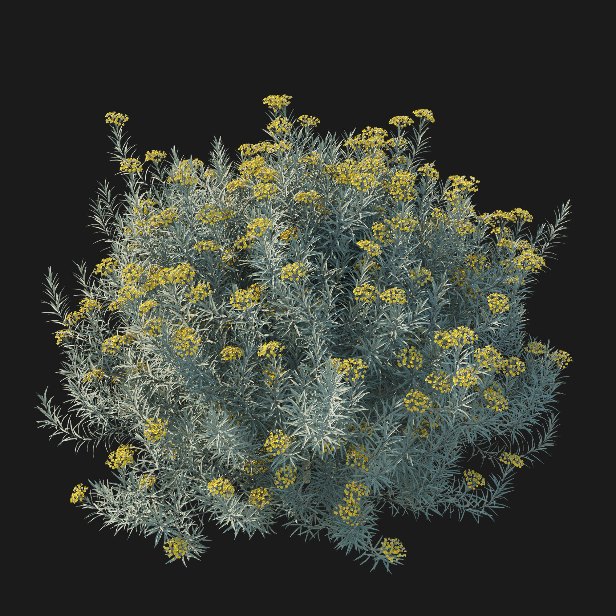 Helichrysum Italicum 01 3D model_2