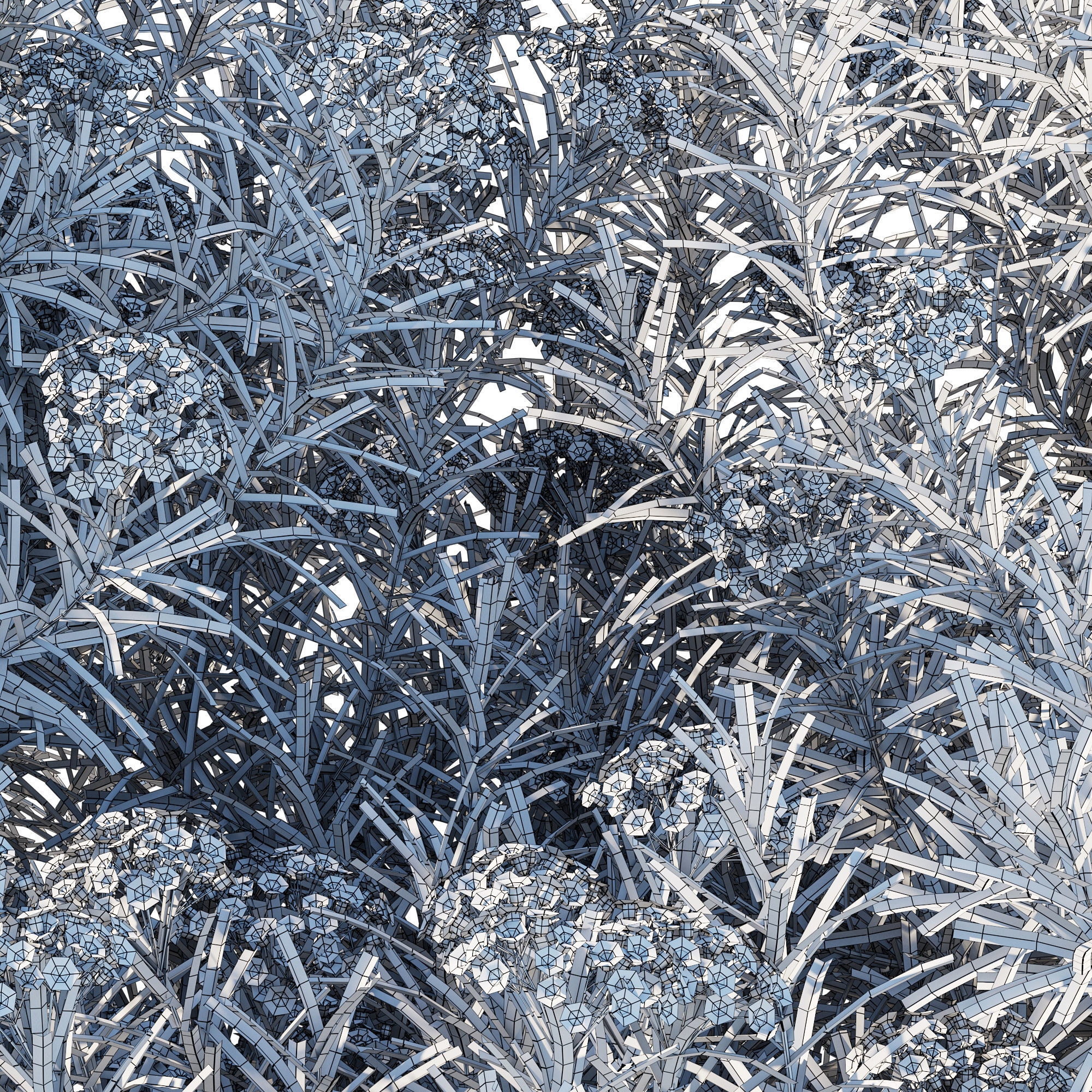 Helichrysum Italicum 01 3D model_7